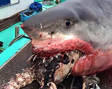 Grote Witte Haai gevangen met zeeschildpad in bek