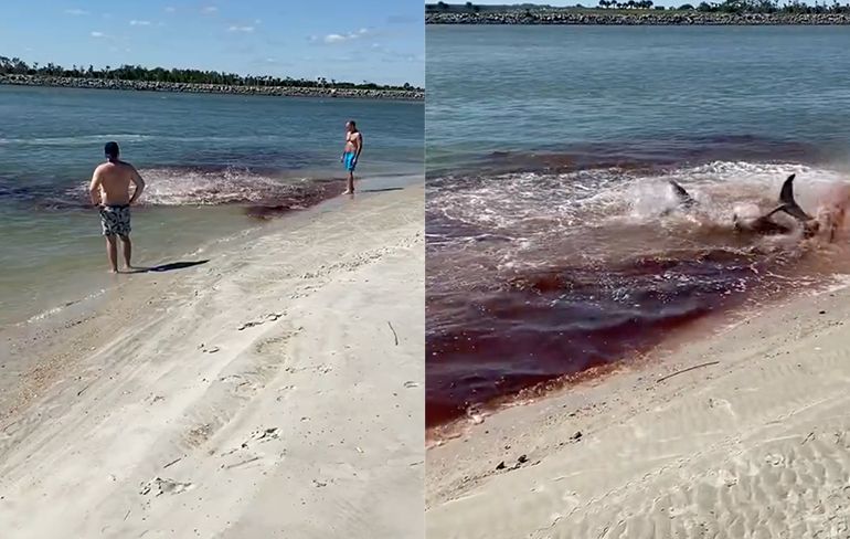 Haai valt dolfijn aan bij een strand in Florida