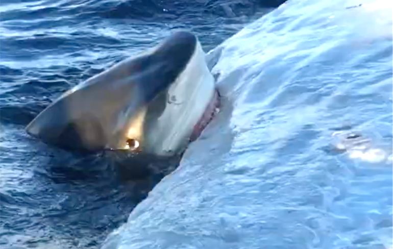 Haaien doen zich tegoed aan walvis karkas voor kust van Hawaii