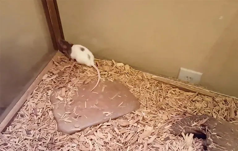 Hagedis heeft rat op het menu staan en iemand kan weer schoonmaken!