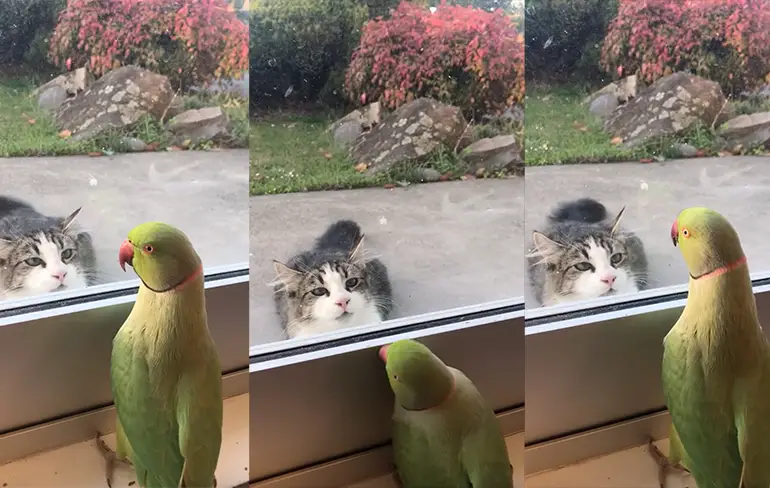Halsbandparkiet Oscar speelt Kiekeboe met poes van de buren