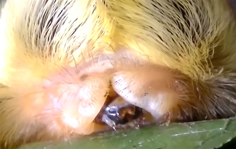 Hamsteren als een malle, want de jeukrups horror invasie komt eraan