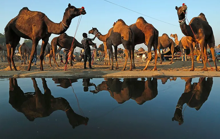 Handig! Hoeveel is jouw chick in kamelen waard?