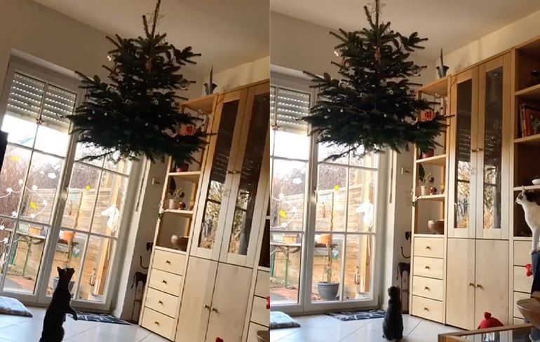 Hangende kerstboom ook niet veilig voor poes