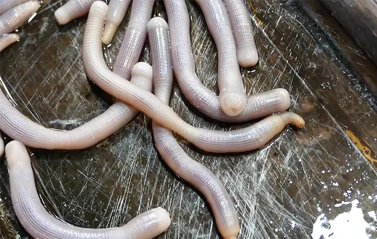 Heb jij trek in een portie Pindawormen?