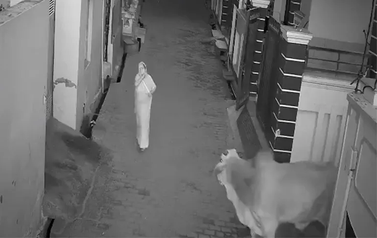 Heilig koe is helemaal niet zo vriendelijk en valt vrouw aan