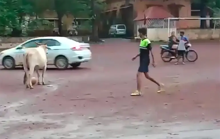 Heilige koe wil ook een balletje meetrappen