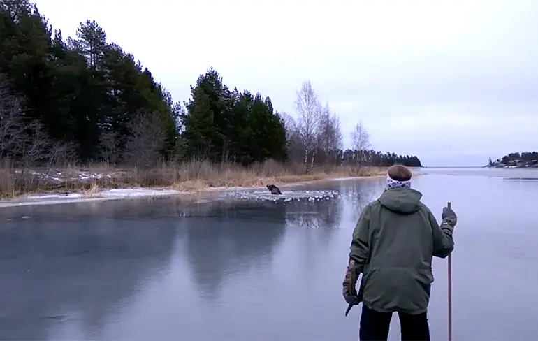 Helden helpen eland om uit wak te ontsnappen