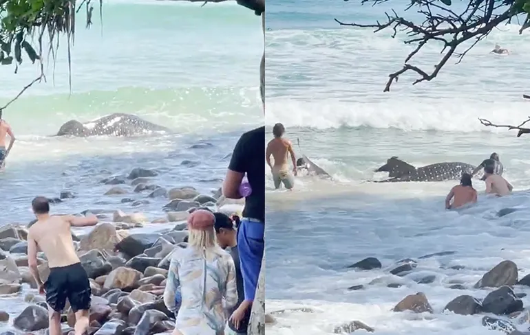 Helden in Australische Queensland duwen Walvishaai terug naar zee