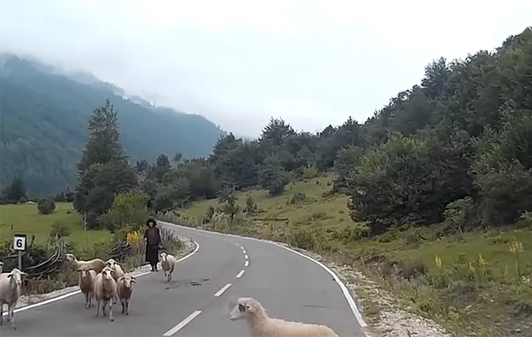 Herder heeft het aan de stok met een van zijn schapen