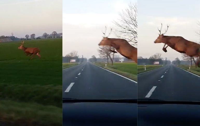 Hert trakteert mensen in auto op een hele mooie sprong