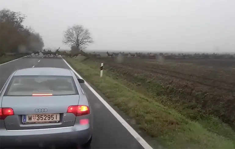 Herten steken een weg over in Hongarije