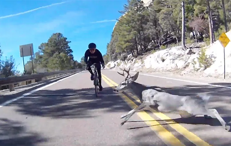 Hertje en wielrenner geven elkaar een kusje op Mount Lemmon