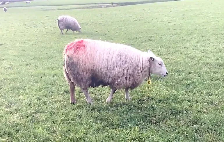 Het antwoord waarom sommige schapen een gekleurde rug hebben