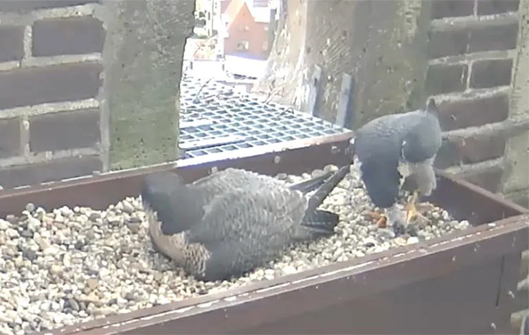 Het is spannend in Venlo, maar de slechtvalken hebben de duif nog niet opgegeten