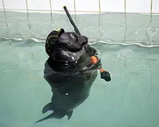 Het Russische Seal zeehonden team...