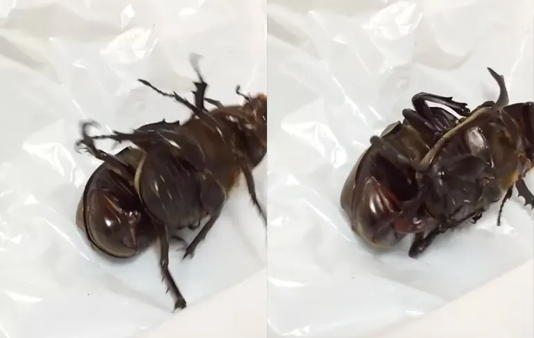 Het seksleven van een insect is ook niet alles