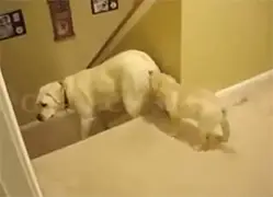 Het verschil tussen katten en honden...