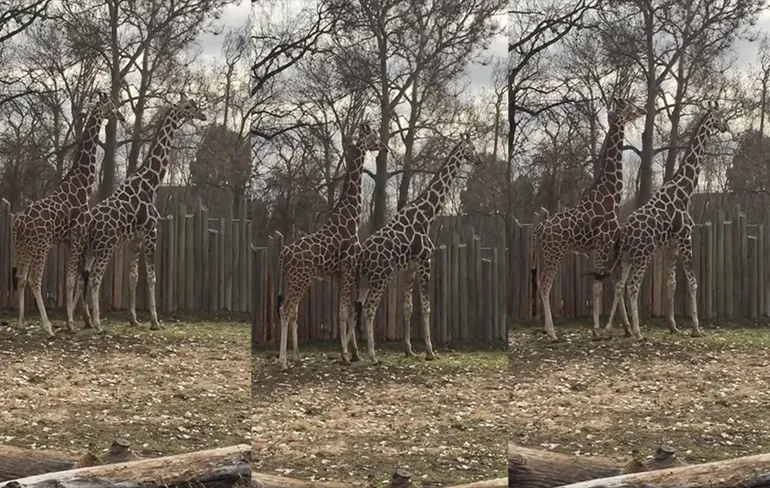Hilarische reactie van kind op gereedschap van Giraffe