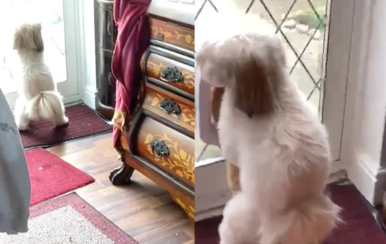 Hitsig hondje vergrijpt zich aan de poes...