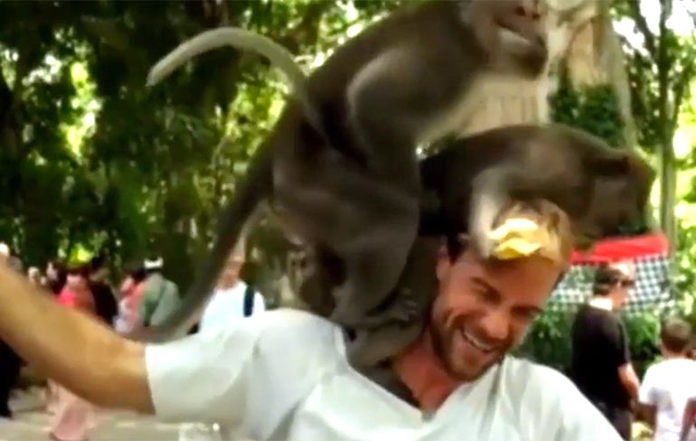 Hitsige apen doen nummertje op hoofd van toerist