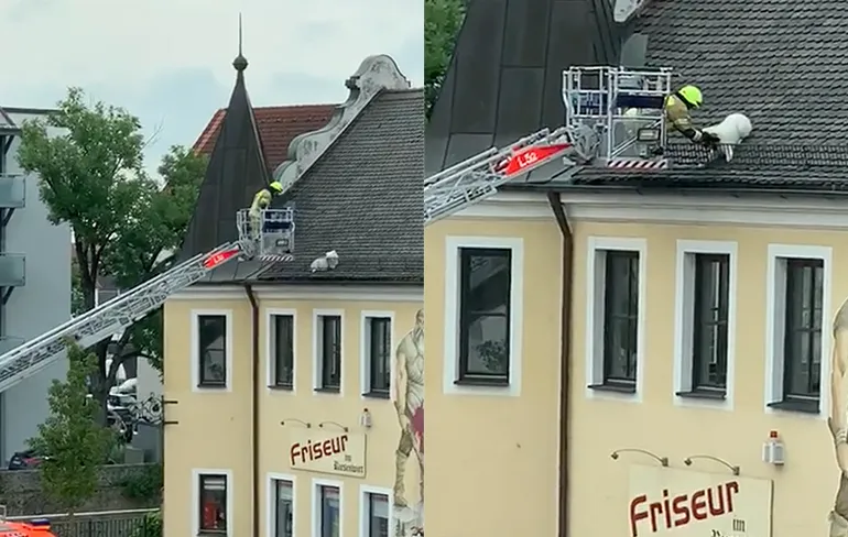 Hoe dan: Hond zit vast op dak van kapper in Duitse Manching
