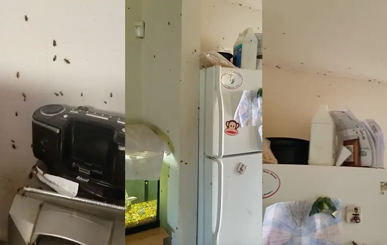 Hoe kun je als bewoner een kakkerlakken plaag zo ver laten komen?