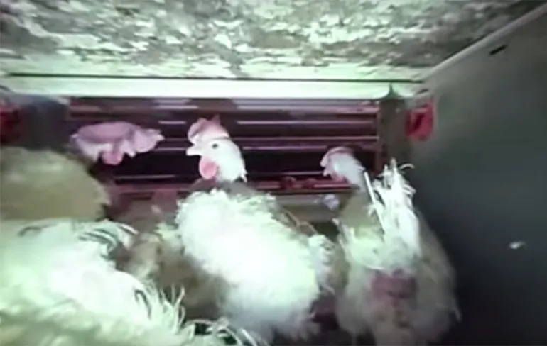 Hoe voelt het om een plofkip kip te zijn?