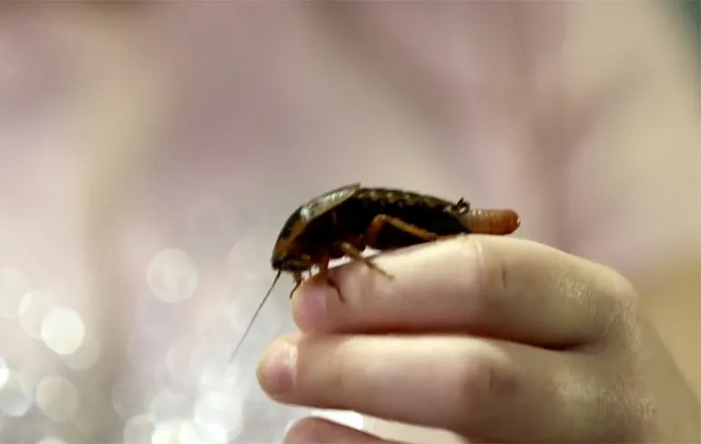 Hoi, ik ben Shelby en ik hou van kakkerlakken!