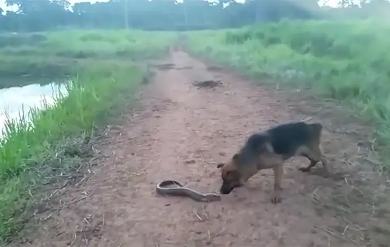 Hond bijt een sidderaal en heeft er snel spijt van