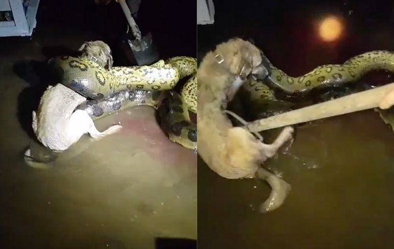Hond gered van 5 meter lange anaconda in Suriname