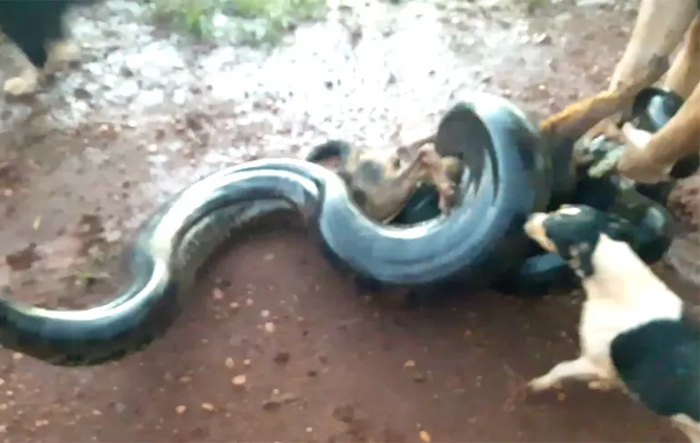 Hond gered van wurggreep van Anaconda in Brazilië