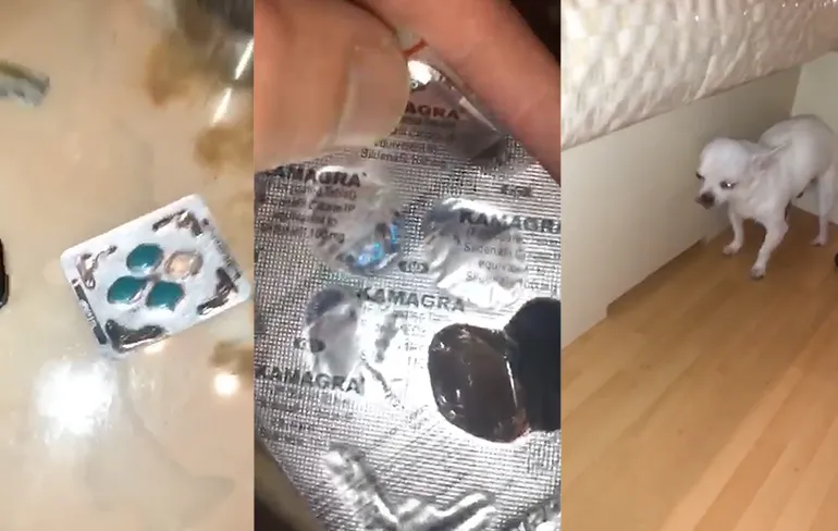 Hond heeft van blauwe pilletjes van zijn baasje gesnoept