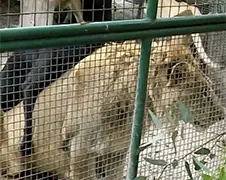 Hond in kooi leeuwen niet persé slecht idee!