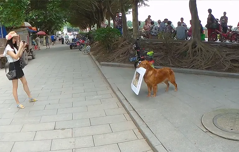 Hond is getraind om eventuele klanten binnen te lokken bij burger bar