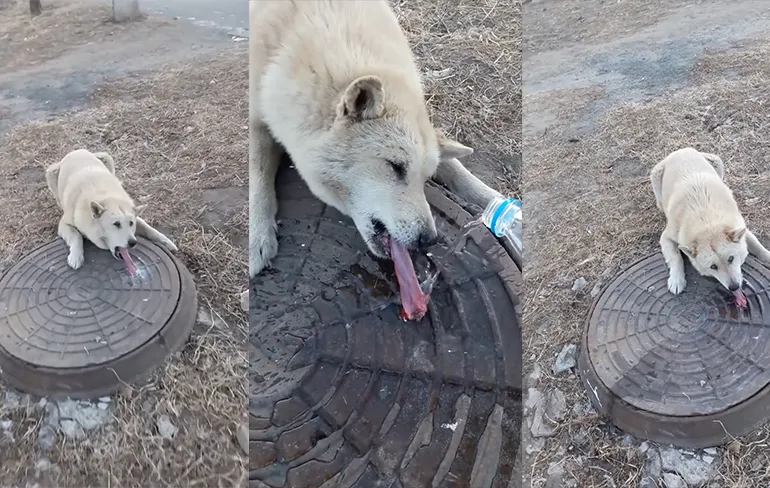 Hond met tong vastgevroren aan put