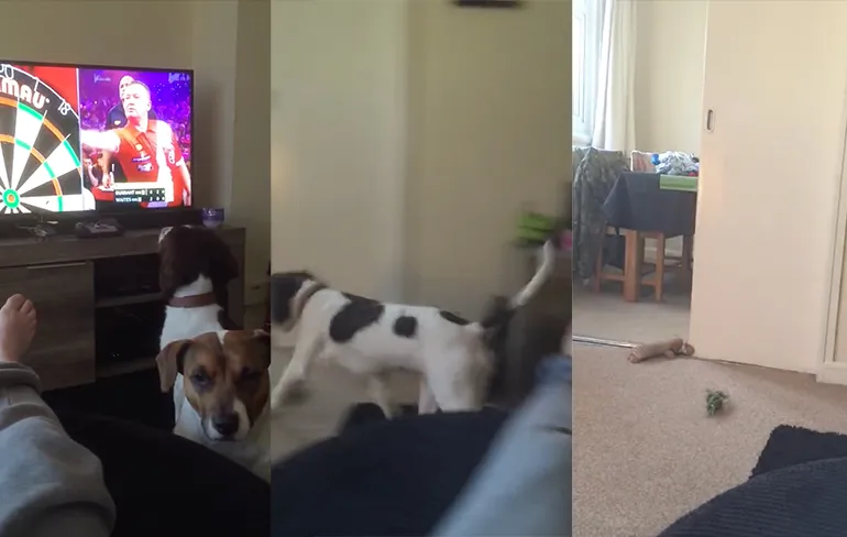 Hond snapt geen bal van darts op televisie