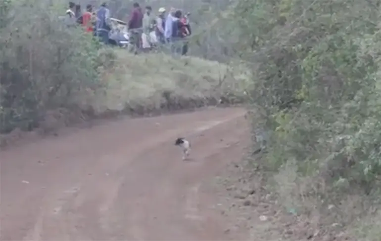 Hond wandelt rustig verder om nog een dag verder te leven...