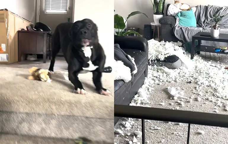 Honden verveelden zich en hebben stuk van de bank gegeten