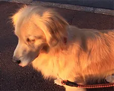 Hondje doet sirene na