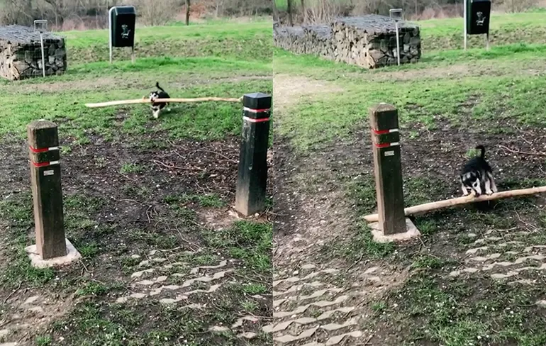 Hondje heeft lange stok gevonden en dat is nogal een uitdaging