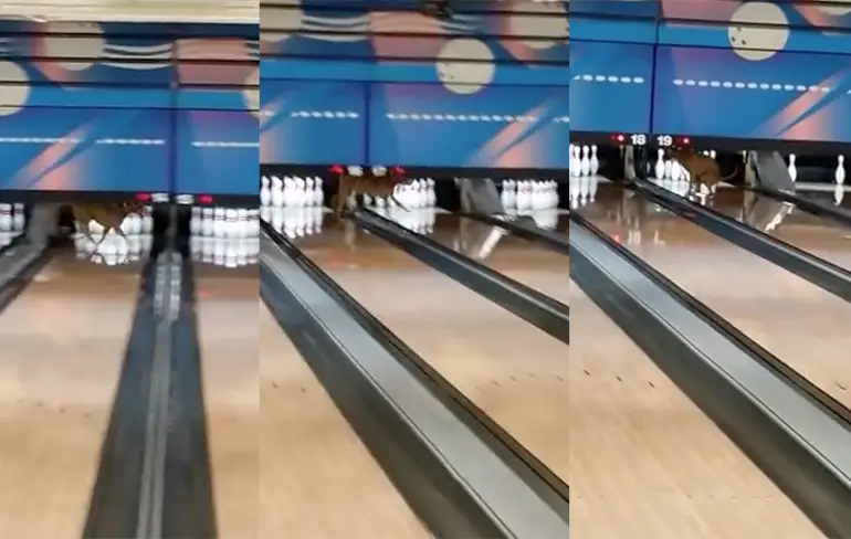 Hondje heeft schijt aan bowlingbaan!