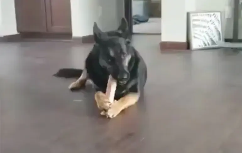Hondje heeft stukje een heel speciaal bot gevonden