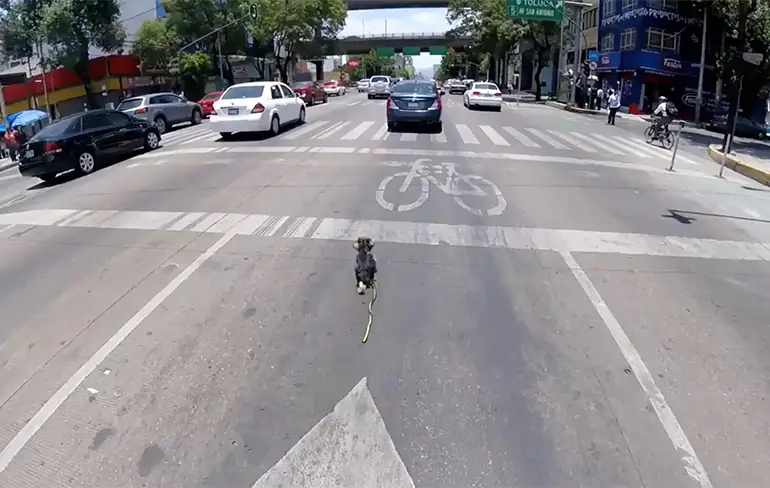 Hondje is een beetje losgeslagen in Mexico City