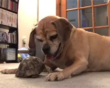 Hondje is in vervolg bang voor schildpad