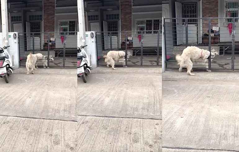 Hondje laat zich echt niet tegenhouden door obstakel