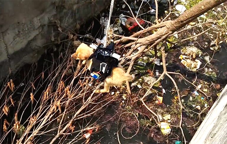 Hondje met drone in India gered uit vies riool