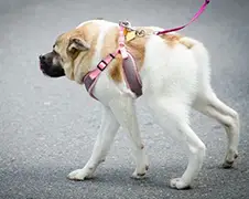 Hondje Pig ziet er een beetje raar uit