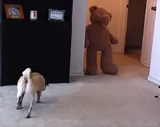 Hondje schrikt en neemt wraak