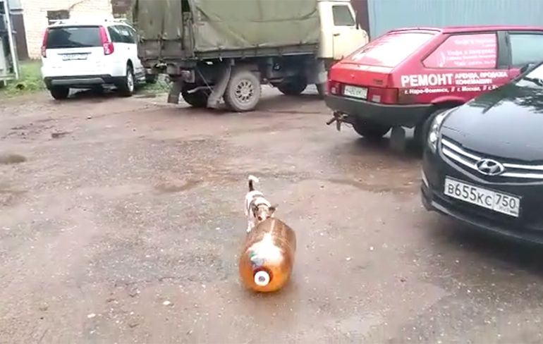 Hondje speelt met plastic fles en dan opeens een grote BIEM!